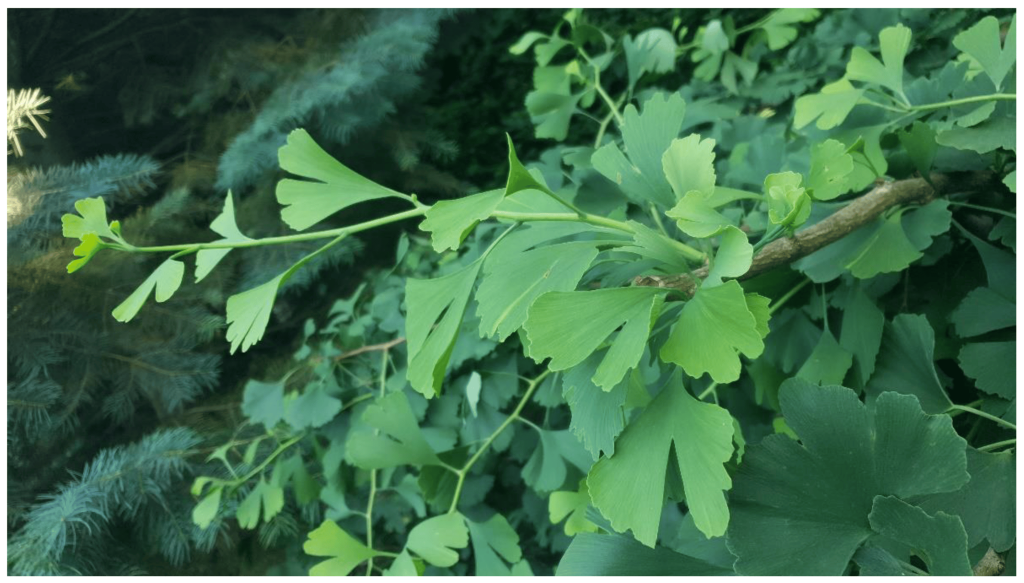 Gingko Biloba